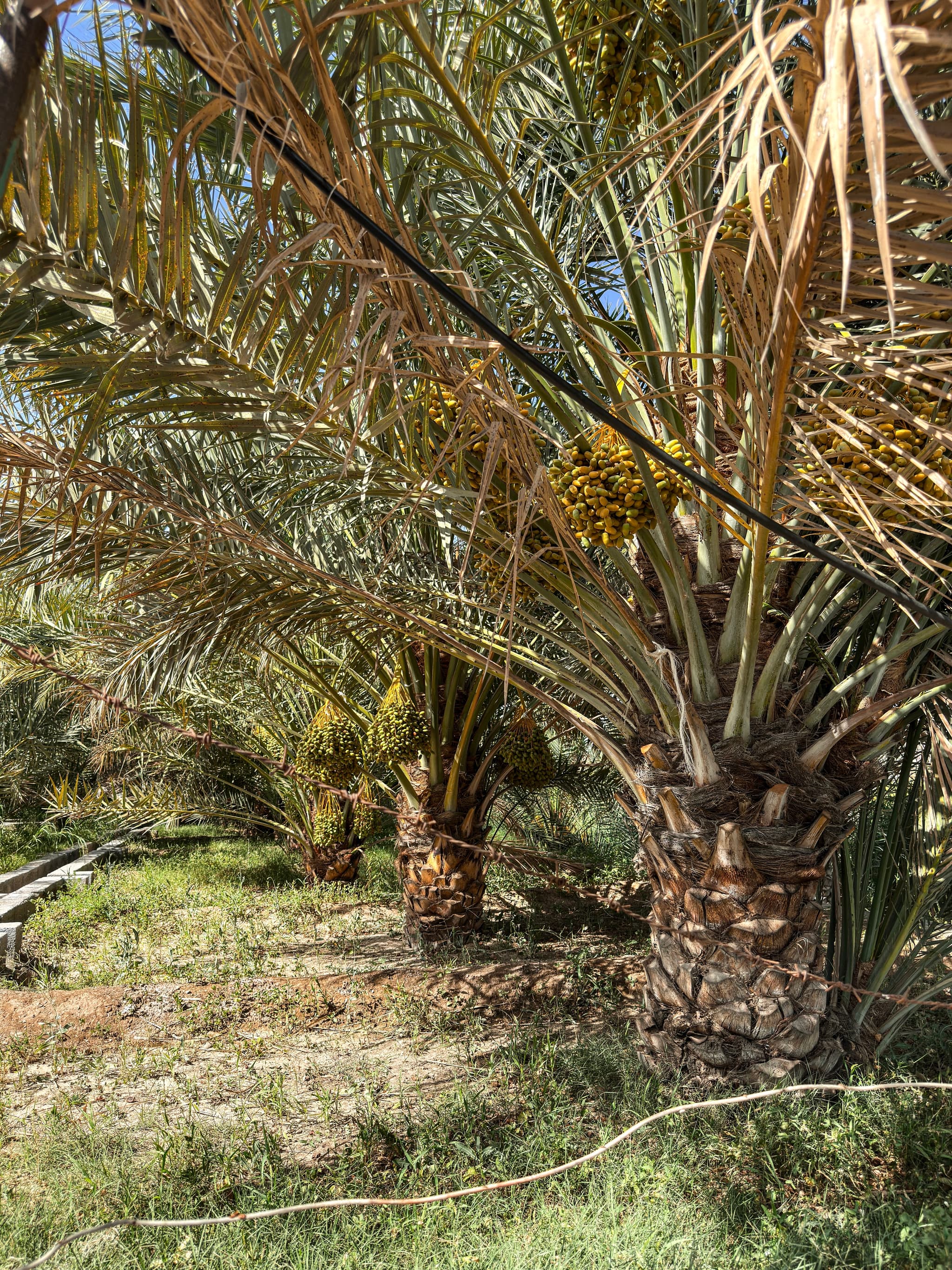 Date Palm, Hatta