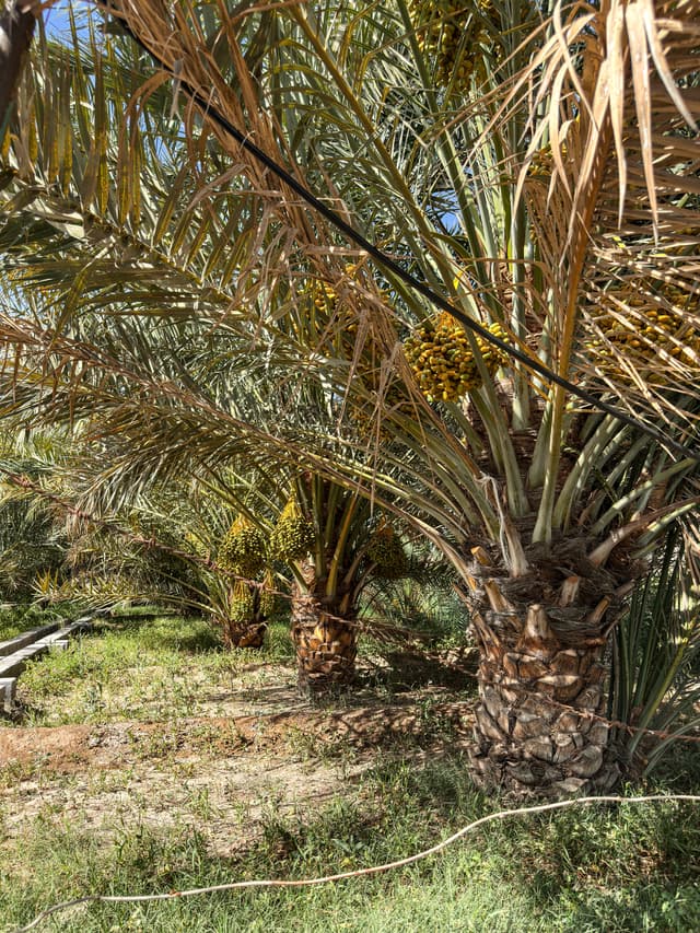 Date Palm, Hatta
