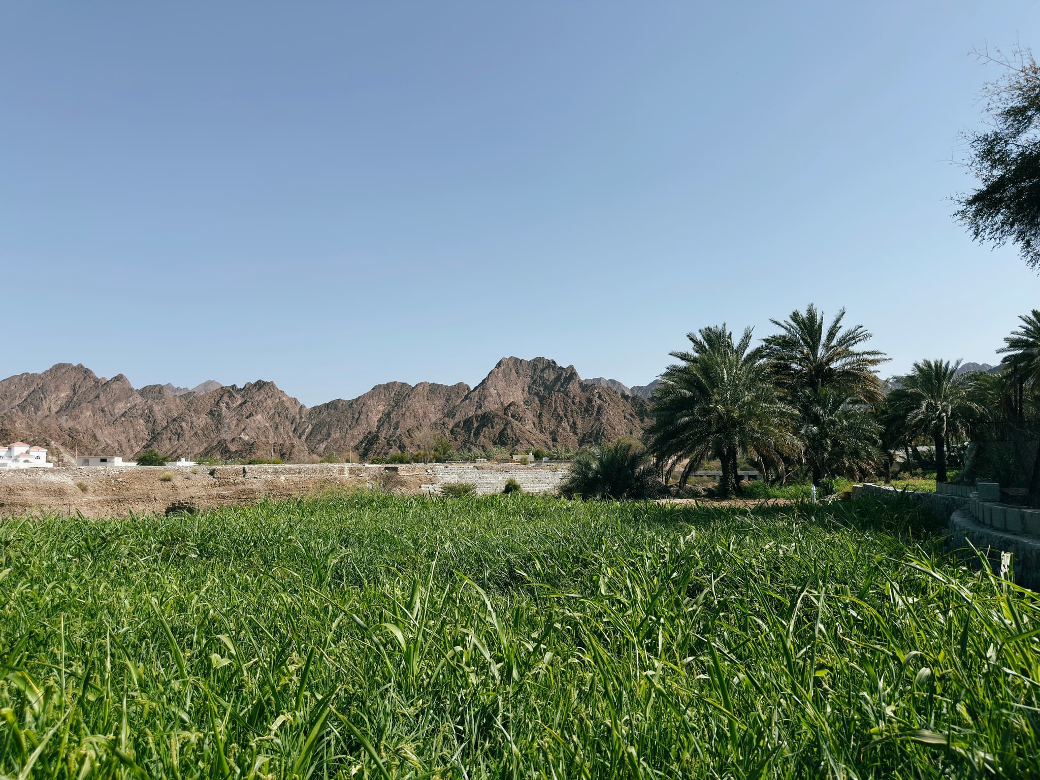 Vegetable Fields & Farms in Hatta