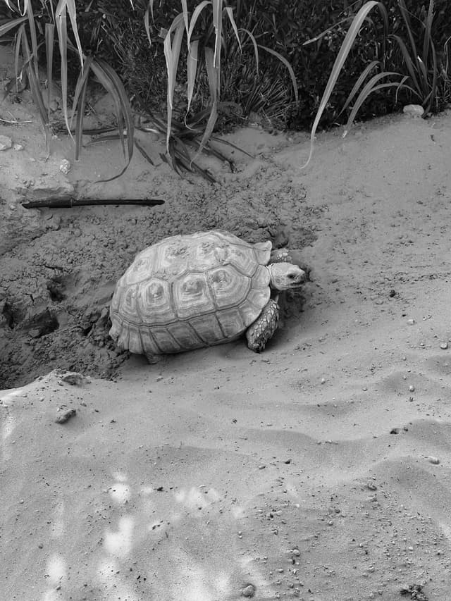 Mr. Tortoise 🐢