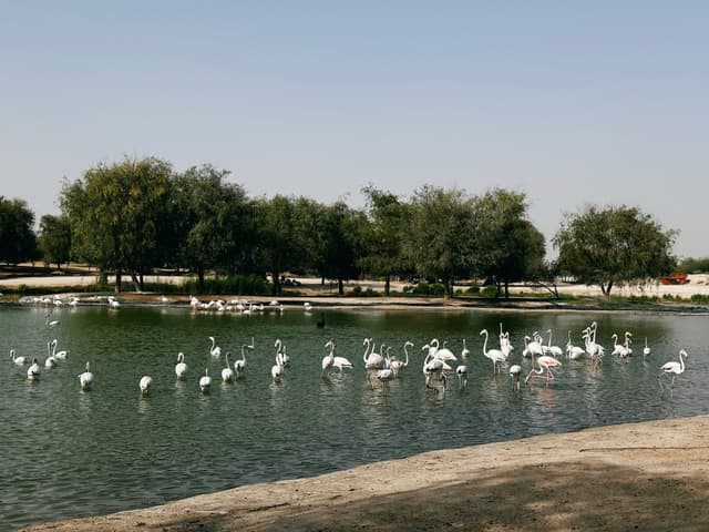 Great Egret