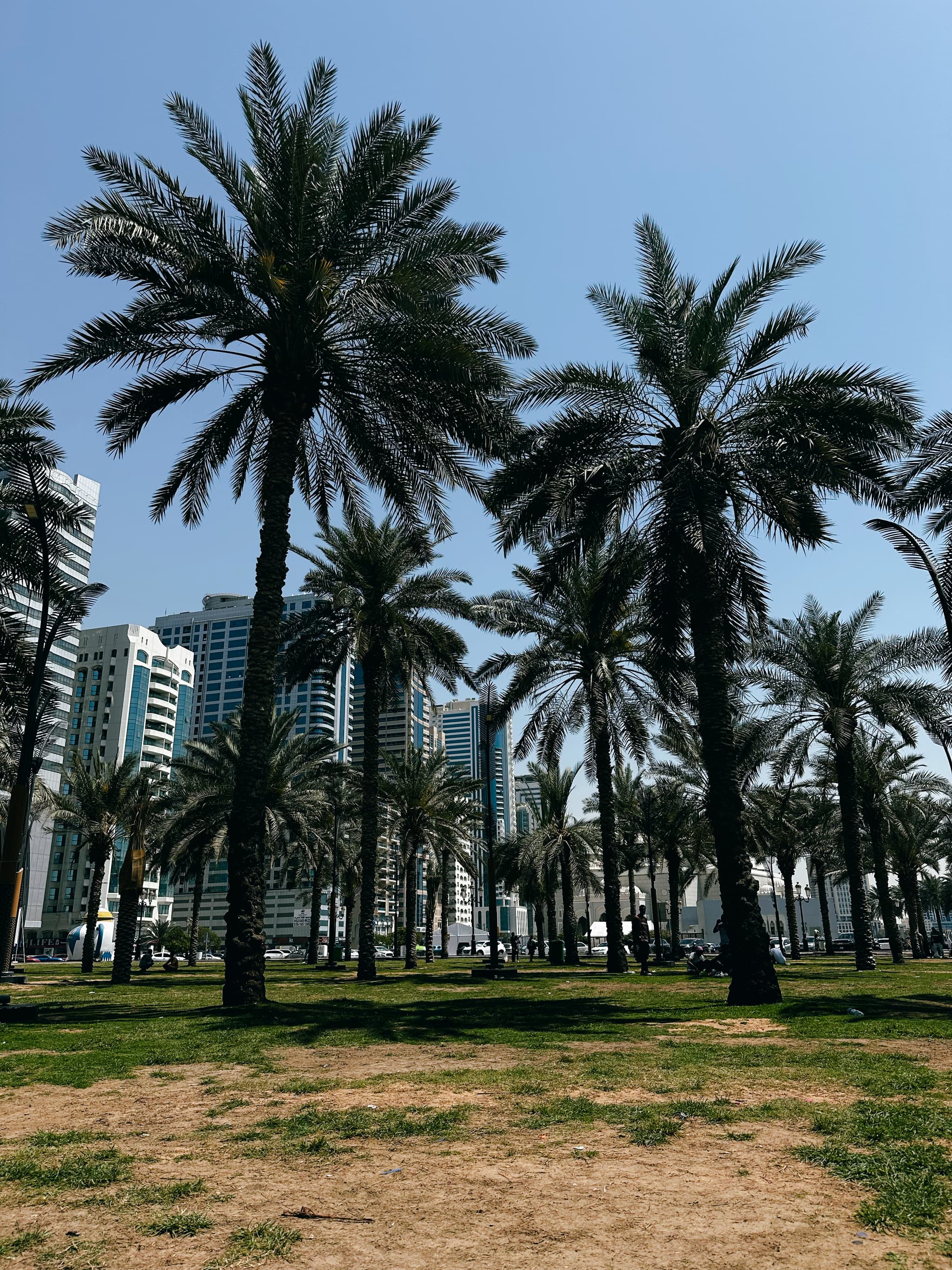 The shade of date palms