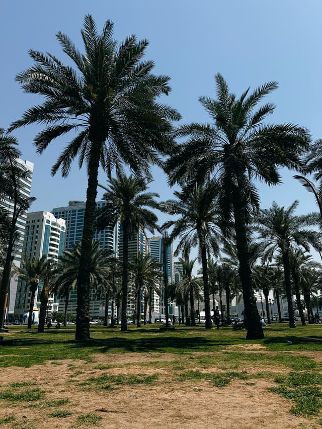 The shade of date palms