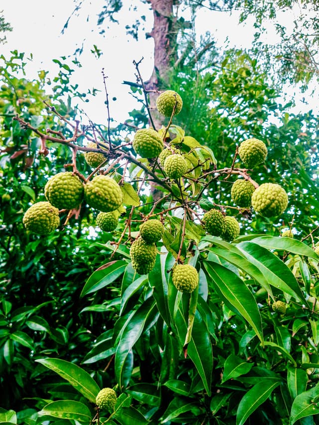 It's Lychee Season 🌳🤩