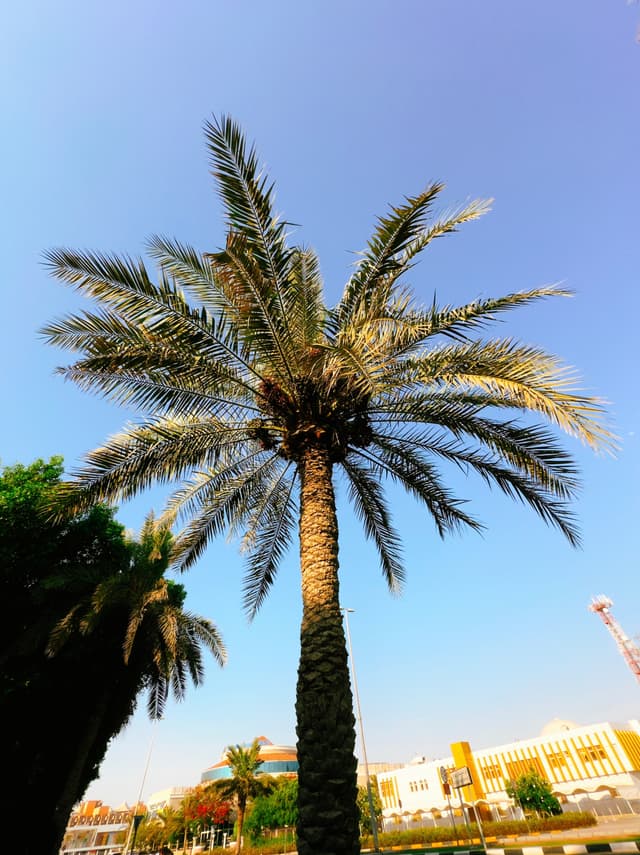 Date Palm 🌴