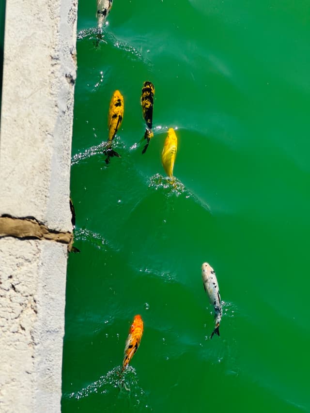 Swimming forever 🐟